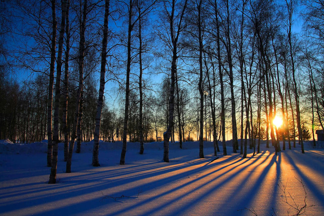 SF1227B Temp Glass w/ Foil – Sunset Forrest