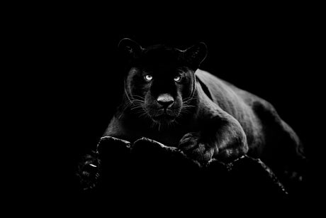 SF1516 - Black Panther Tempered Glass Wall art with foil - Walo Furniture (Chicago, Illinois)