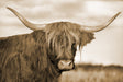 SF1586 - Highland Cow 1 Tempered Glass Wall Art - Walo Furniture (Chicago, Illinois)