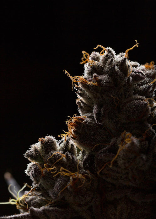 SF1596 Temp Glass w/Foil -Cann 1