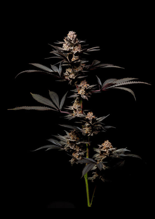 SF1598 Temp Glass w/Foil -Cann 2