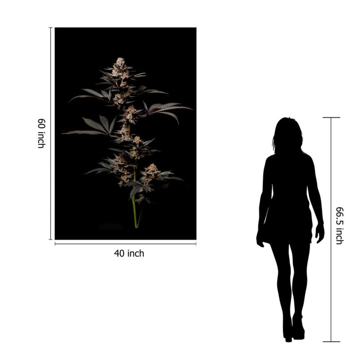 SF1598 Temp Glass w/Foil -Cann 2