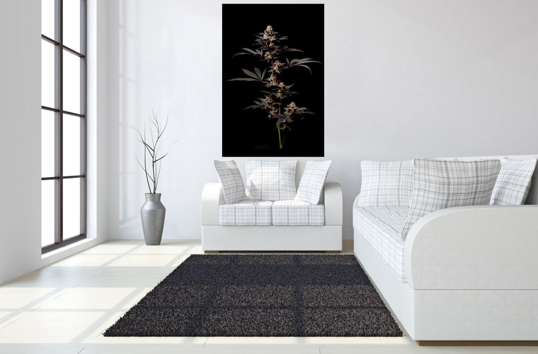 SF1598 Temp Glass w/Foil -Cann 2