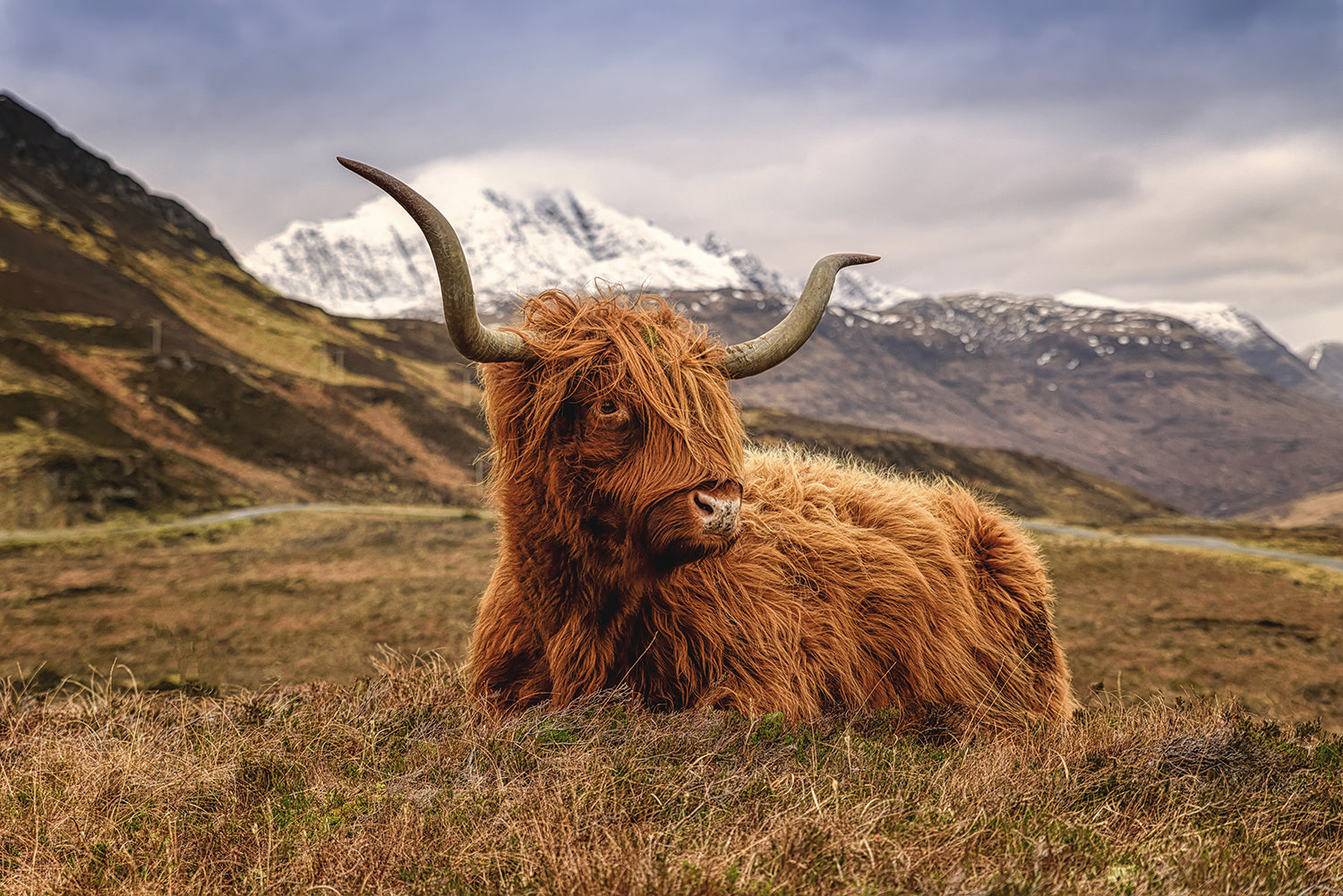 SF1616 - Highland Cow 2 Tempered Glass Wall Art - Walo Furniture (Chicago, Illinois)