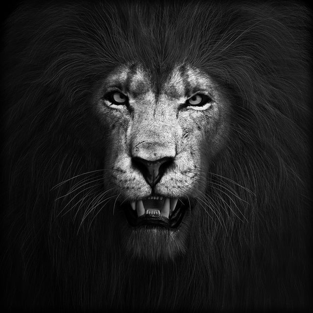 SF1624 - Black and White Lion Tempered Glass Wall Art - Walo Furniture (Chicago, Illinois)