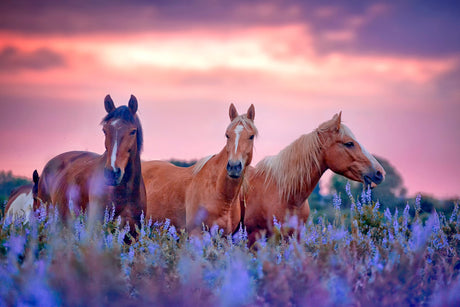 SF1690 - Three Horses Tempered Glass Wall Art - Walo Furniture (Chicago, Illinois)