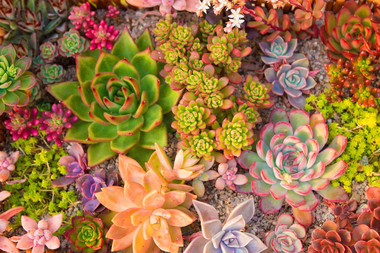 Temp Glass w/ Foil – Succulent Dreams SF1698