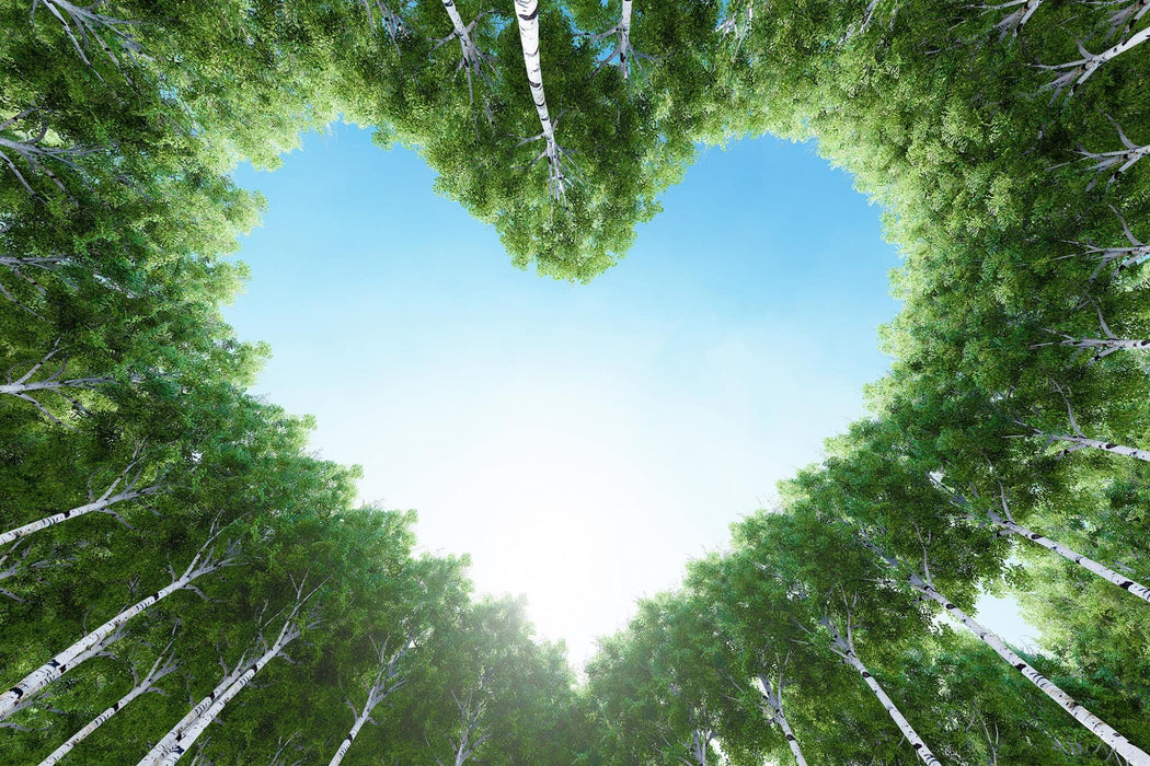 SF1758 Temp Glass w/ Foil – For the Love of Trees