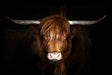 SF1764 - Highland Cow on Black Tempered Glass Wall Art - Walo Furniture (Chicago, Illinois)