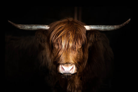 SF1764 - Highland Cow on Black Tempered Glass Wall Art - Walo Furniture (Chicago, Illinois)