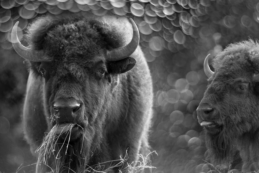 SF1768 Temp Glass w/ Foil – Bison Duo