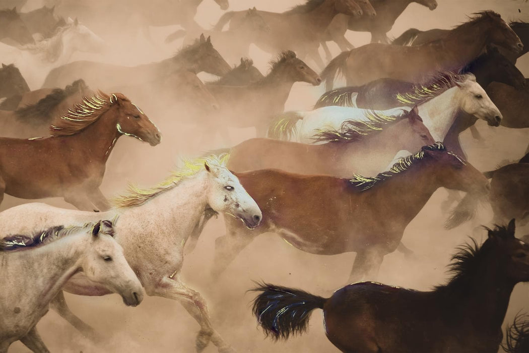 SF1824 Tempered Glass w/ Foil – Wild Horses