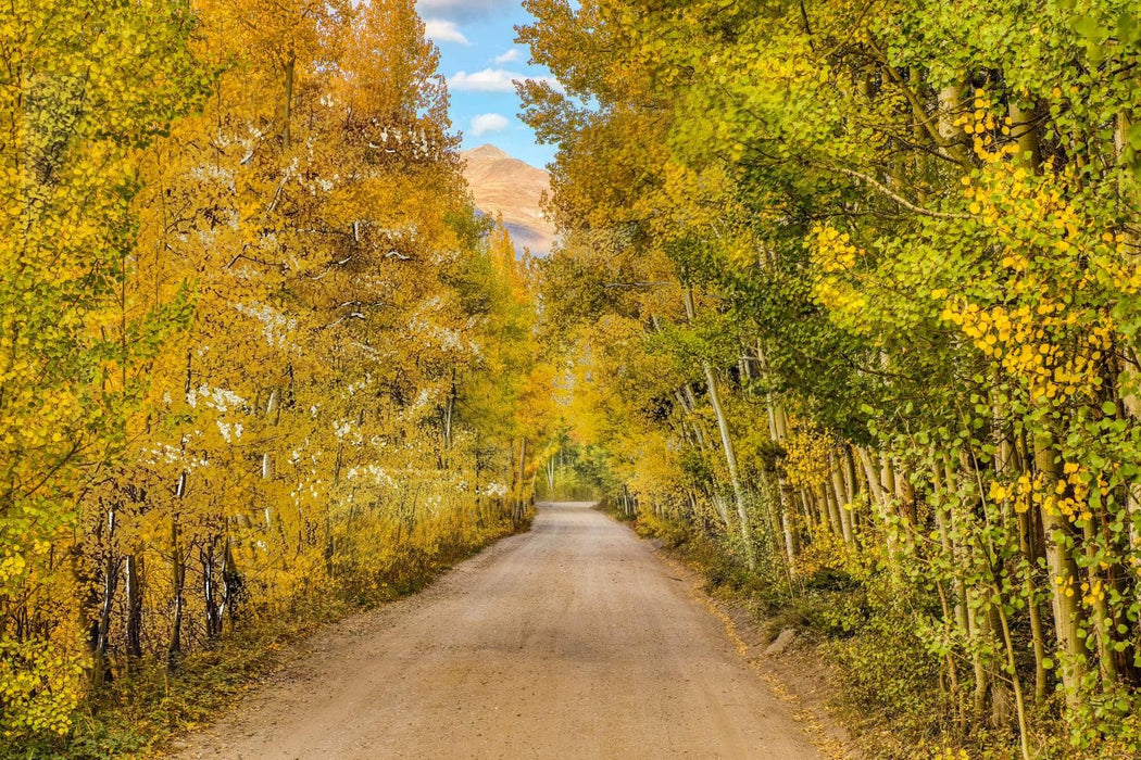 SF1836 Tempered Glass w/ Foil – Aspen Road