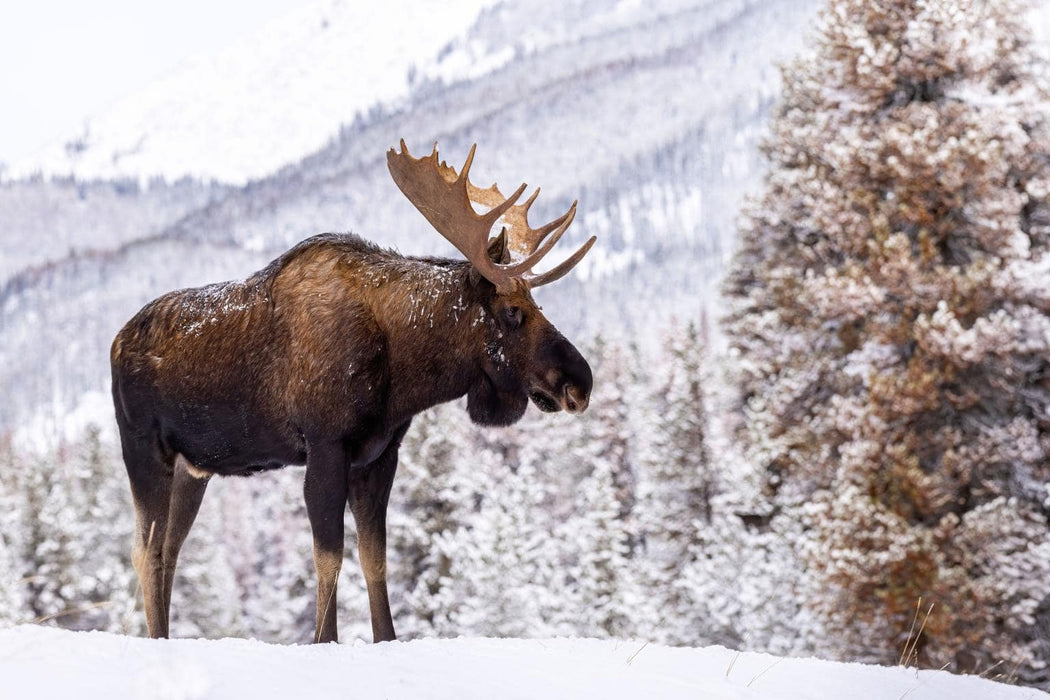 SF1858 Tempered Glass – Moose in Snow