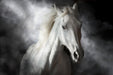 Temp Glass w/ Foil – Mystical White Horse SF1746 - Walo Furniture