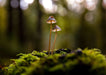 Temp Glass w/Foil - Mushrooms SF1602 - Walo Furniture